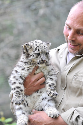 snow leopard kitten