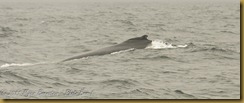 Fin whale fog MSB_7234 NIKON D300S June 12, 2011 Fin whale fog MSB_7234 NIKON D300S June 12, 2011