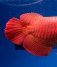 5 Tips Cara Memilih Ikan Arwana Super Red Anakan Yang Bagus
