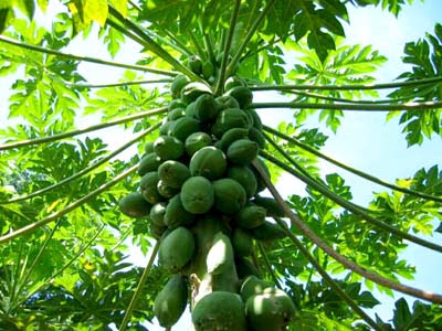 Papaya Fruit Tree