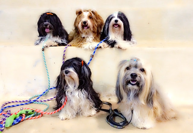 Havanese agility dogs Rocco Dasher Jovi Brisa Spicy