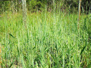 our very own wheat patch