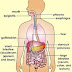 13+ Anatomi Fisiologi Sistem Digestif