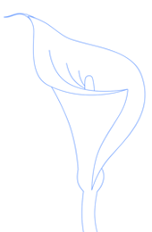 طريقة رسم زهره زنبق الكالا