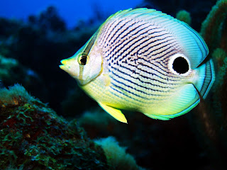 butterfly fish