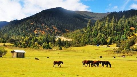 Lulang Forest Tibet