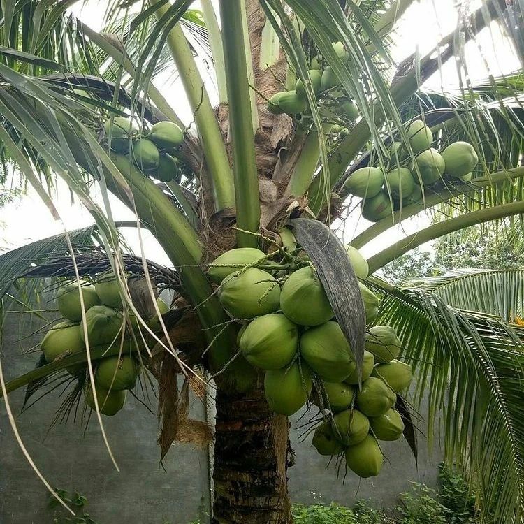 bibit buah unggul kelapa wulung cepat berbuah bekasi Kotamobagu