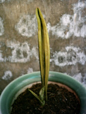 Sansevieria Mutasi (code243)