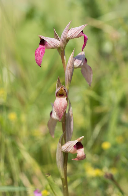 Greater Tongue Orchid - Tiptree, Essex