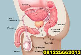 makanan penyebab Pembengkakan prostat usia muda apakah berbahaya dan harus di operasi