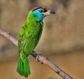 Blue throated Barbet