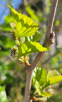 Mulberries beginning to form