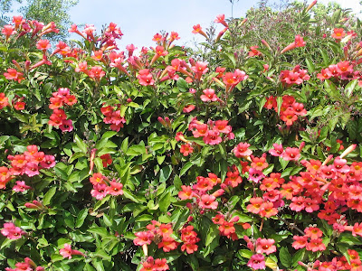 trumpet vine plant. Trumpet vines can cover a