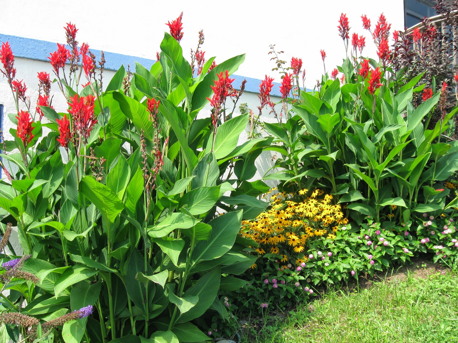  garden zones like ours (zone 6A) cannas are treated as annuals