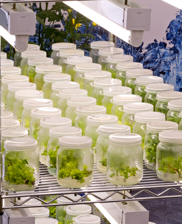 Plants growing inside laboratory flasks, propagation and cloning, orchid meristems mass