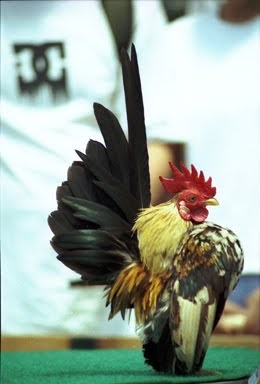 Gambar Ayam Serama Kate Mini GAMBAR BURUNG  HIAS PIARAAN 