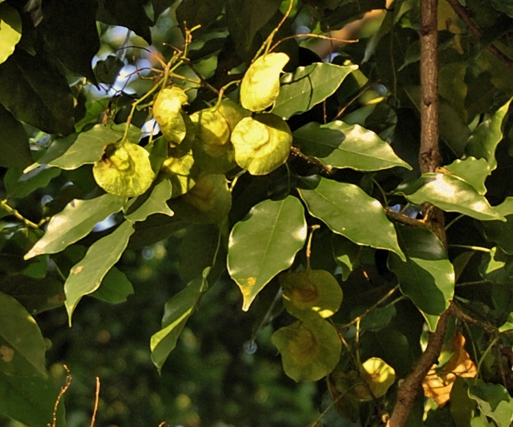 biojojo Angsana Kembang Pterocarpus indicus Willd 