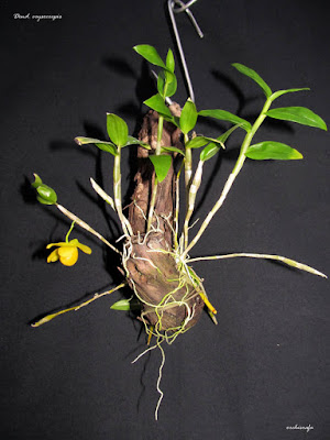 Dendrobium chrysocrepis care and culture