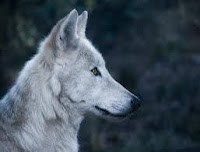 White wolf: Predator of the polar desert