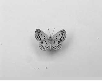 World's smallest butterfly named Tongeia minima Shou et Yuan