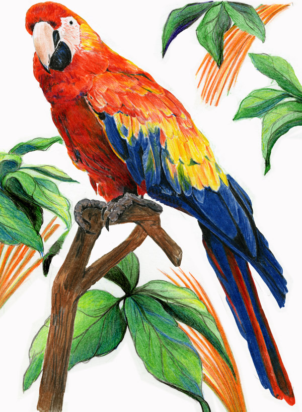 How to Draw a Tropical Bird - HubPages