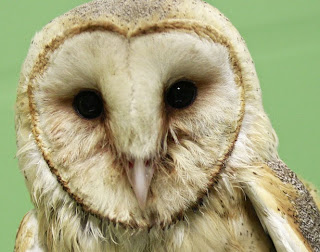 Stress Pada Burung Hantu