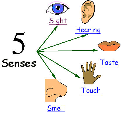 الحواس الخمس بالانجليزى تعليم اللغة الانجليزية للمبتدئين بسهولة ويسر