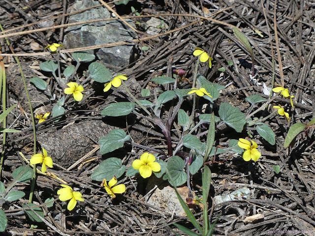 09: yellow violets
