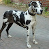 Great Dane Dog Overview Personality, Information, Pictures, Characteristics, Facts & Health Care...