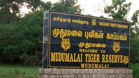 Discover 108+ tiger suite theppakadu