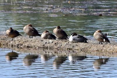 Green-winged Teal