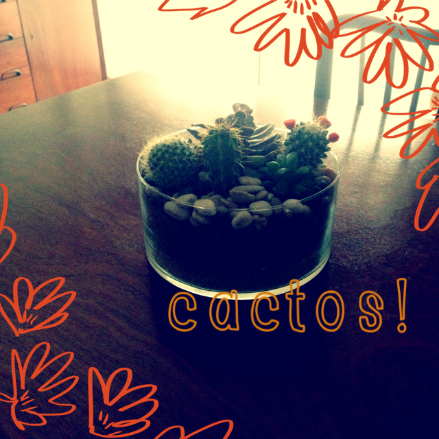 DIY - Jardim de Cactos