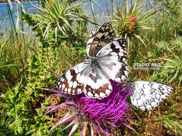 Εντυπωσιακές πεταλούδες στο Ναύπλιο - Ο μύθος της μιας ημέρας και ο συμβολισμός