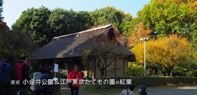 小金井公園＆江戸東京たてもの園の紅葉