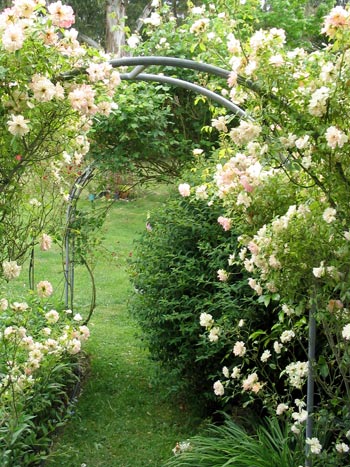 Garden Arches on Hunt For Images  Rose  Flower  Red Rose  Yellow Rose  Pink Rose  White