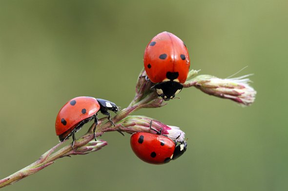 Mehmet Karaca lisans deviantart fotografia macro natureza joaninhas camaleão animais fofura