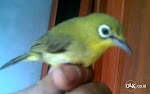Foto Gambar Burung Pleci Kuning Lombok, Jantan