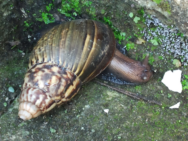 Lissachatina fulica, Bekicot Besar Yang Tangguh Dan Sering Bepergian