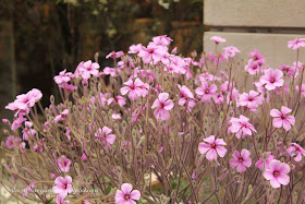 Pelargonium blooming at a florist shop in Zurich