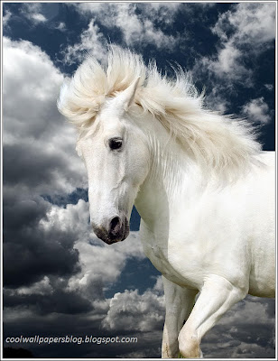 Beautiful White Horses by cool wallpapers