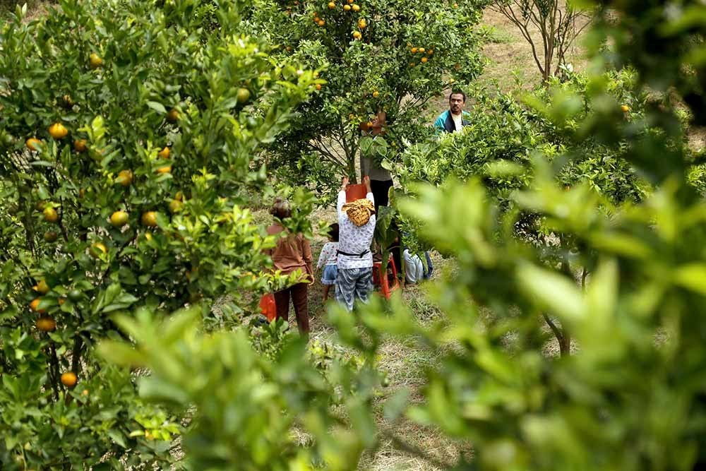 Agro wisata kebun buah kabanjahe