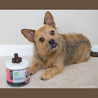 Only Natural Pet antioxidant supplement for dogs review