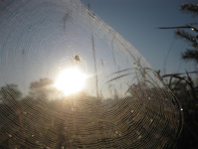 spiders web, sun light, close up, shadow