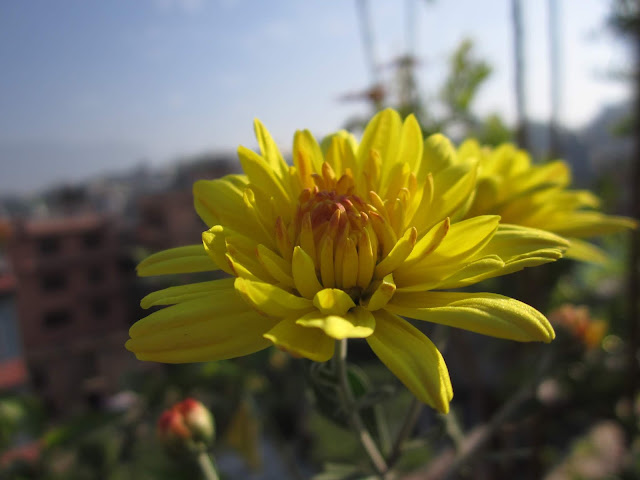 Macro photo of yellow flower