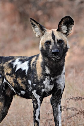 wild dog African dog wild dogs painted facts habitat animal wolf
animals name mammals cycle related pet barkpost breeding