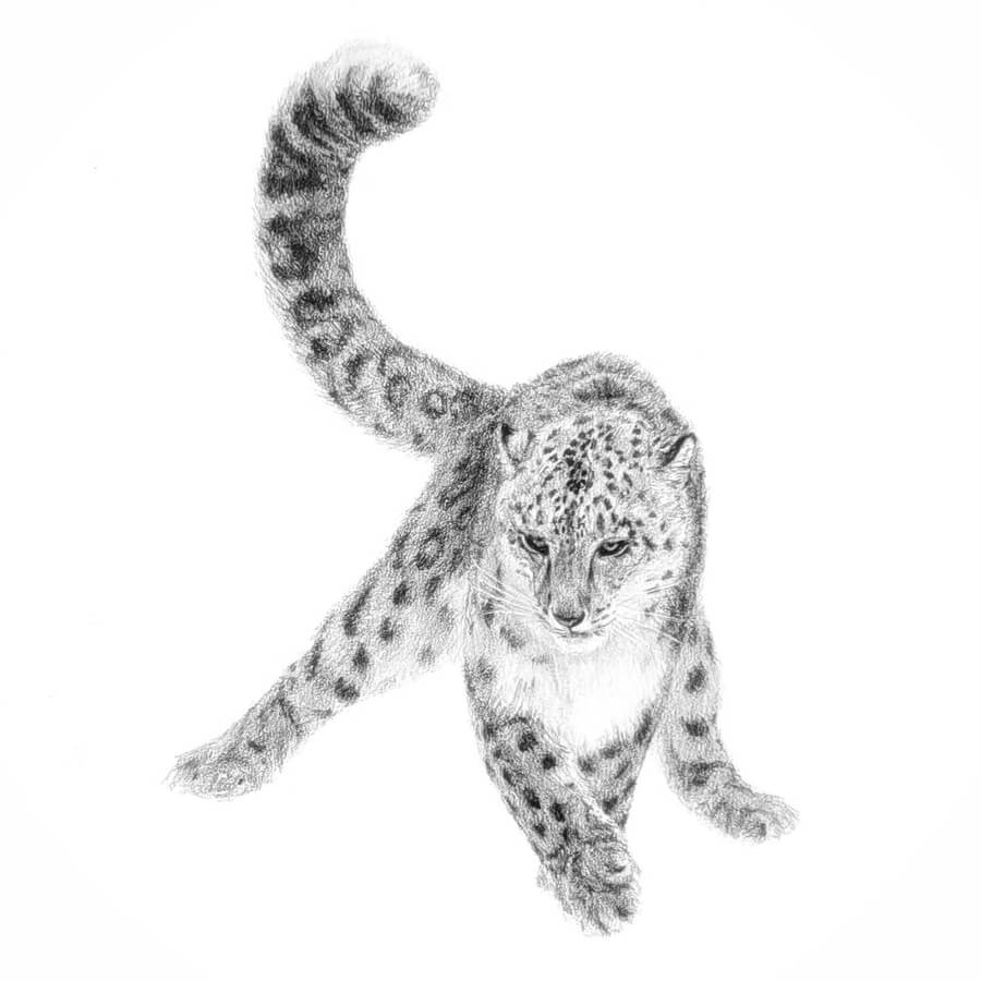 01-Snow-Leopard-Animal-Drawings-Marina-GE-www-designstack-co