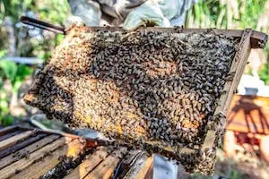 How to Taste Honey