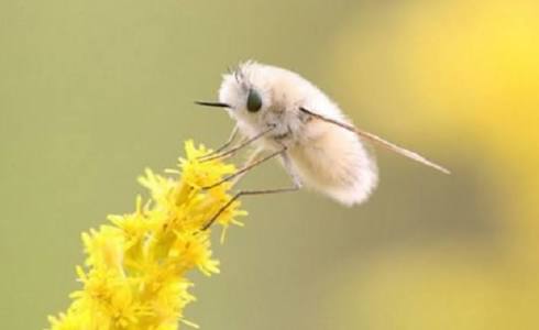 かわいい虫 トラツリアブ 人にも懐く虫 N ミライノシテン