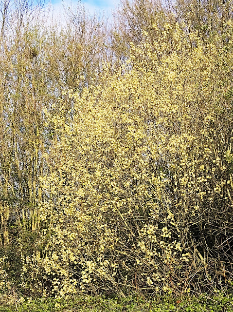 Bush of goat willow covered in catkins