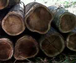 industri permebelan yang mulai beralih untuk memakai jenis kayu lainnya sebagai altern Daftar Harga Kayu Akasia